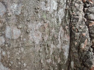 Fototapeta premium Rough Old Tree Bark Texture Background