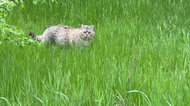 Сat walks through the meadow grass.