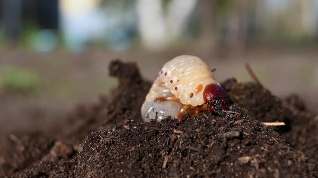The camera focuses on a beetle grub larva as it crawls through loose soil. The insect uses its strong mandibles and legs to push through the earth while searching for roots and organic matter.
