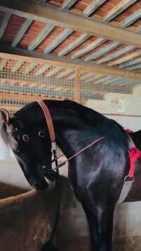 Majestic black horse with shiny coat standing inside a rustic wooden stable chewing on hay in motion video footage capturing the elegant animal movement with soft natural light filtering through the b