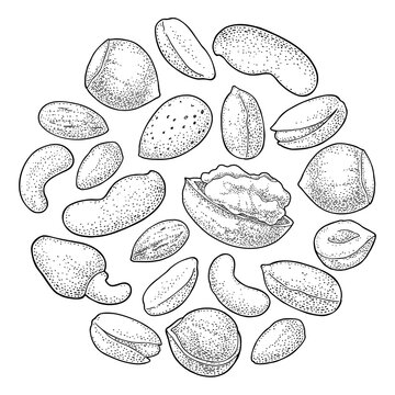 Circle set with whole and half nut seed hazelnut, peanut, almond, cashew, pistachio, walnut. Vintage vector engraving illustration isolated on white. Hand drawn design element for label and poster