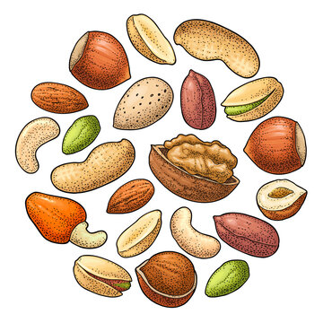 Circle set with whole and half nut seed hazelnut, peanut, almond, cashew, pistachio, walnut. Vintage color vector engraving illustration isolated on white. Hand drawn design element for label