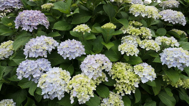 Blooming Hydrangea Flowers in a Garden