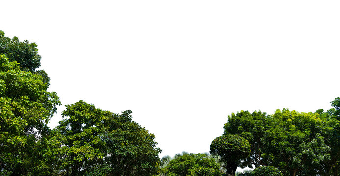 Green tropical tree border isolated on transparent background for nature and landscape design