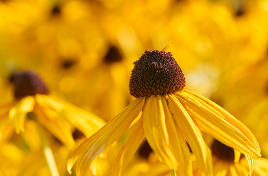 Close-up of vibrant yellow Rudbeckia flowers, also known as Black-eyed Susan, with selective focus and soft bokeh background in a sunny summer garden.