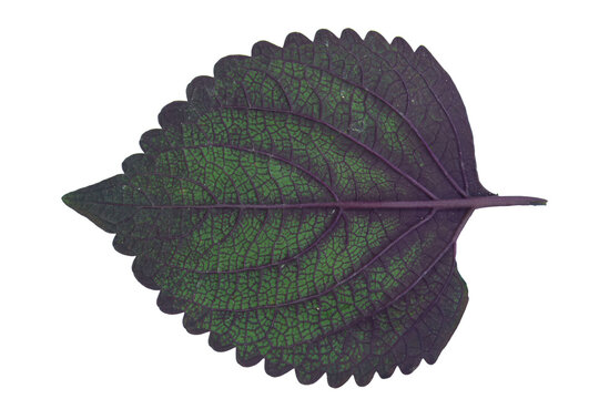 Purple and green perilla frutescens shiso leaf isolated on png background view.