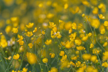 Obraz premium Closeup of buttercup details. Magnified image highlighting buttercup structure. Highresolution close examination capturing intricate veins and petals of buttercup plant