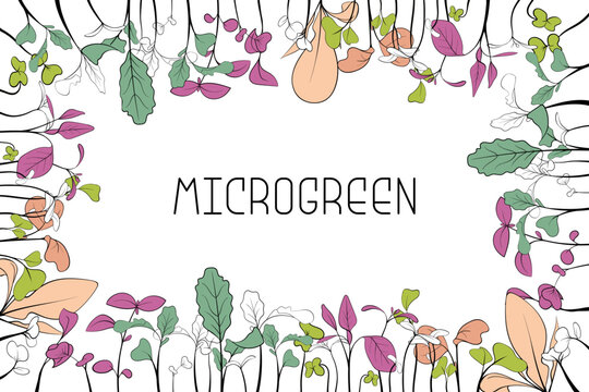 Microgreen leaves and sprouts in rectangular frame with text in center. Botanical illustration in line art style.