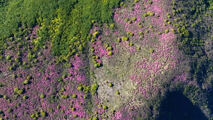 初夏の久住高原 ミヤマキリシマ群生地の空撮風景 © landscape photo