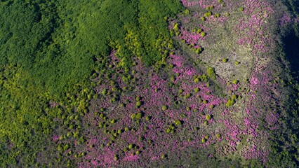初夏の久住高原 ミヤマキリシマ群生地の空撮風景 © landscape photo