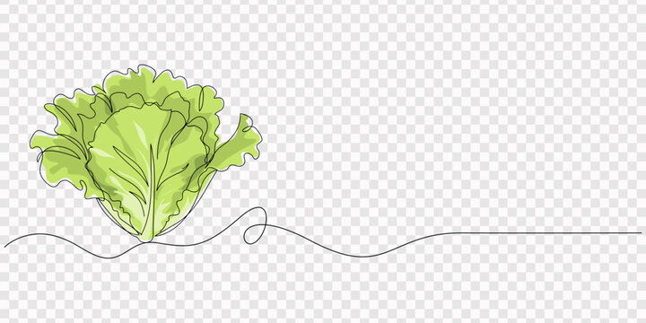 Fresh green organic lettuce, healthy meal option icon isolated, Fresh romaine lettuce continuous one line drawing, One single line drawing healthy organic green lettuce leaves for farm logo identity