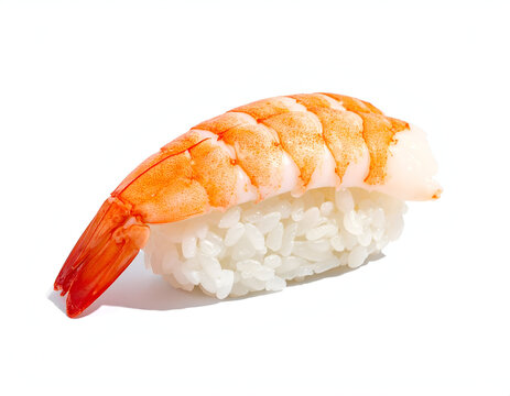 Authentic Japanese ebi nigiri sushi with succulent cooked tail-on tiger prawn shrimp on seasoned rice