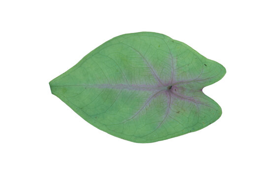 Heart shaped green caladium leaf texture cutout element on png background style.