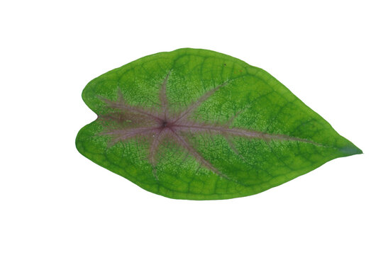 Vibrant green heart caladium leaf with red center on png background illustration.