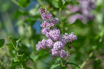 Obraz premium Dreamy pastel purple sprays create serene and nostalgic garden scene. Delicate clusters of lilac with blurred greenery evoke tranquil and memoryfilled outdoor setting