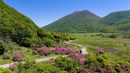 初夏の久住高原 ミヤマキリシマ群生地の空撮風景 © landscape photo