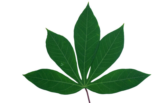 Cassava leaf with five lobes composition isolated on png background for botanical.