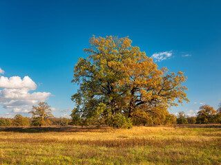 Fototapeta premium Herbst in den Elbauen, große alte Eichen in den Elbauen unter blauem Himmel, Sachsen-Anhalt, Deutschland
