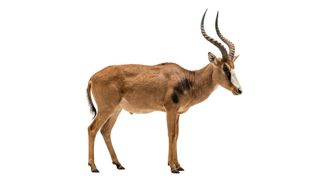 Blesbok antelope standing side view aanimal white isolated on transparent background png