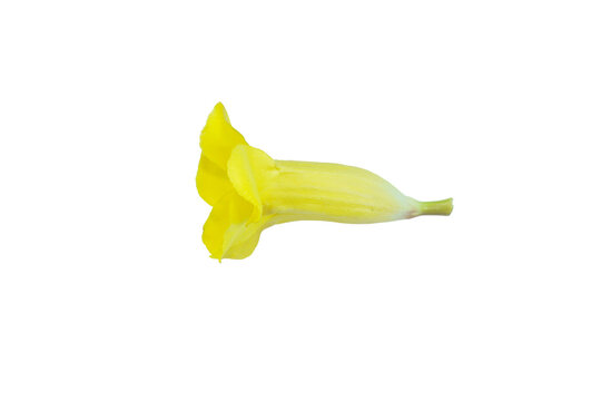 Yellow bell flower blossom side view isolated on png background nature element.