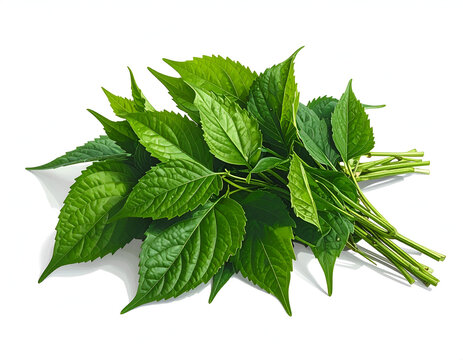 Bunch of Fresh Raw Green Mitsuba or Parsley Herb Sprigs Leaves Isolated on White Background for Soups