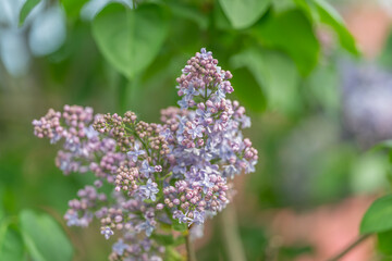 Obraz premium Pastel violet flower collection. Delicate lavender blossoms for art and nature. Subtle purple floral ensemble ideal for botanical inspiration projects and displays
