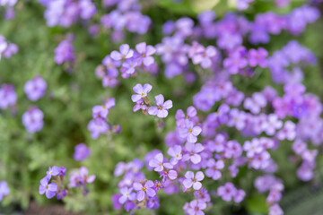 Obraz premium Purple blooms awaken. Morning light unveils soft lavender blossoms in bloom. Gentle morning rays illuminate vibrant tapestry of purple and violet blossoms gently opening