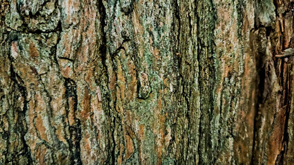 Fototapeta premium close-up photo of tree bark as background