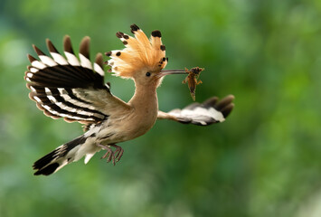 Eurasian hoopoe bird in early morning light ( Upupa epops ) © Piotr Krzeslak