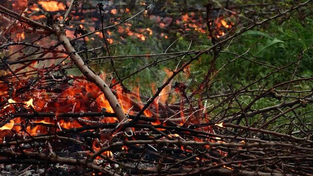 Closeup burning campfire, fire flames on wood logs and tree branches in forest