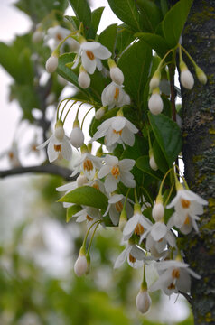 Styrax japonicus 'June Snow' early summer blooming tree with clusters of  bell shape white flowers and green leaves.Nature, growing ornamental trees, planting, gardening, concept.Free copy space.