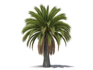 Obraz premium Isolated Canary Island date palm tree with lush green fronds and textured trunk on white background for tropical landscape design