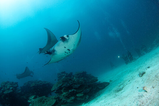 Underwater scene showing manta rays swimming near coral reef with divers exploring the ocean floor in daytime light