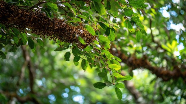 Rainforest canopy with stingless bees harvesting resin, meliponini tribe authenticity, humid greens