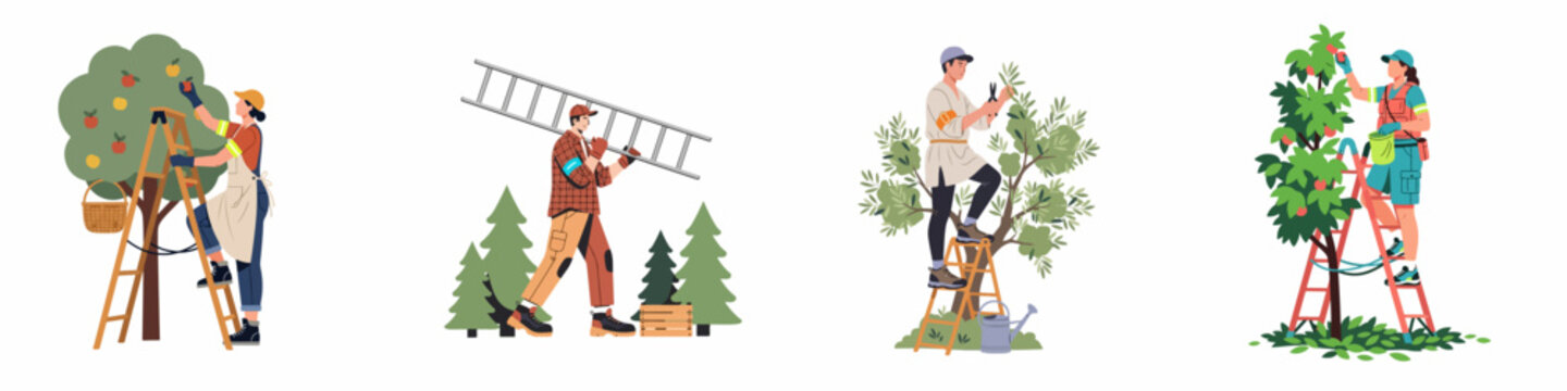 Set of diverse people working in gardens and orchards, picking fruits and pruning trees using ladders, vector illustrations on white background.