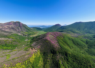 Fototapeta premium 初夏の久住高原 ミヤマキリシマ群生地の空撮風景