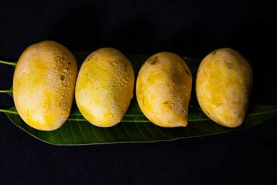 fresh ripe Hapus mangoes arranged on green leaf with water droplets against dark background