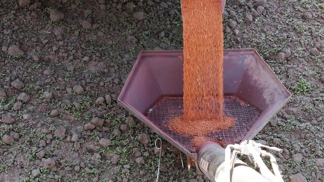 Grain seeds being loaded into agricultural seeder hopper before planting. Modern farming, crop production and spring sowing process.