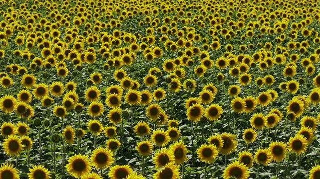 A breathtaking view of a vast field of blooming sunflowers. Thousands of bright yellow flowers create a stunning natural pattern, symbolizing summer, warmth, and a bountiful harvest.