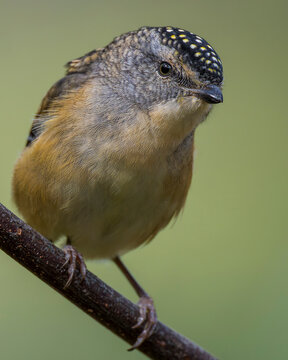Spotted Pardalote