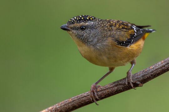 Spotted Pardalote