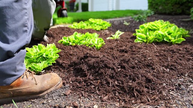 Close up shoot footage of gardener spreading fresh mulch around bushes. Lawn care and garden maintenance