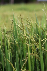 Fototapeta premium Macro Close-Up of Golden Rice Grains Ready for Harvest