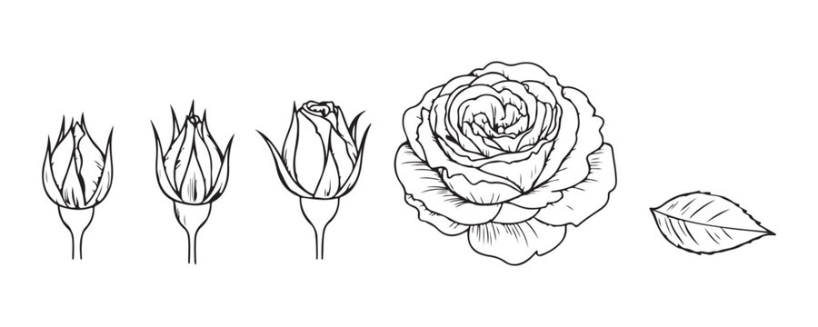 Rose flower life cycle sketches with buds and full blossom isolated on transparent background vector set.