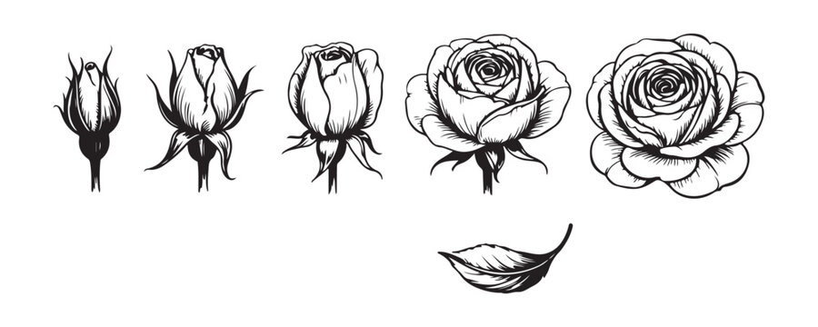 Hand drawn rose flower life cycle stages set from budding plant to blooming rose and single isolated leaf.