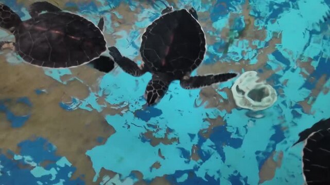 Detailed close-up of baby sea turtles swimming in a protected rehabilitation facility, Los Roques National Park, Venezuela