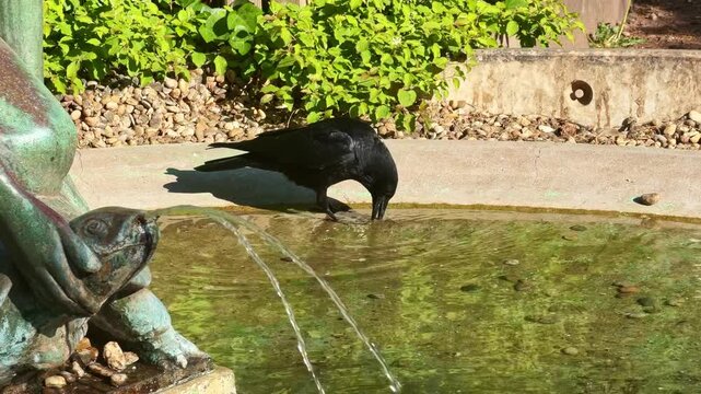 Black raven aka Corvus corax eats and drinks from the fountain water feature in sunlit garden environment.