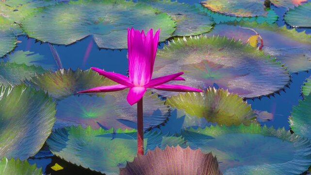 Vibrant Magenta Nymphaea Water Lily Standing Tall in Aquatic Garden