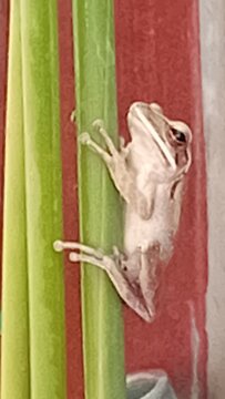 red eyed tree frog on a leaf