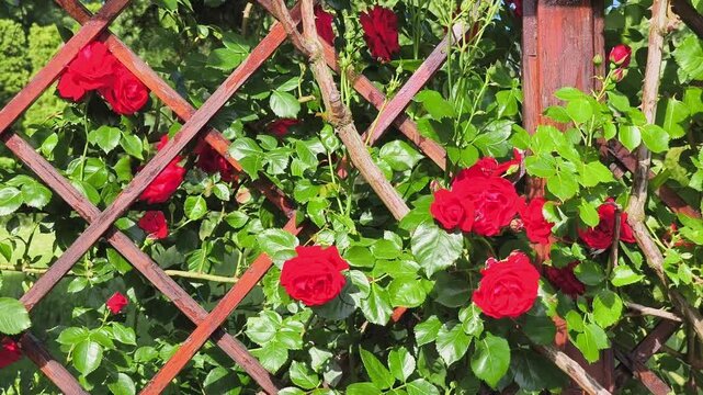 Stunning red climbing roses sway on a wooden support as a buzzing bee pollinates in a botanical garden. Perfect romantic nature scene.